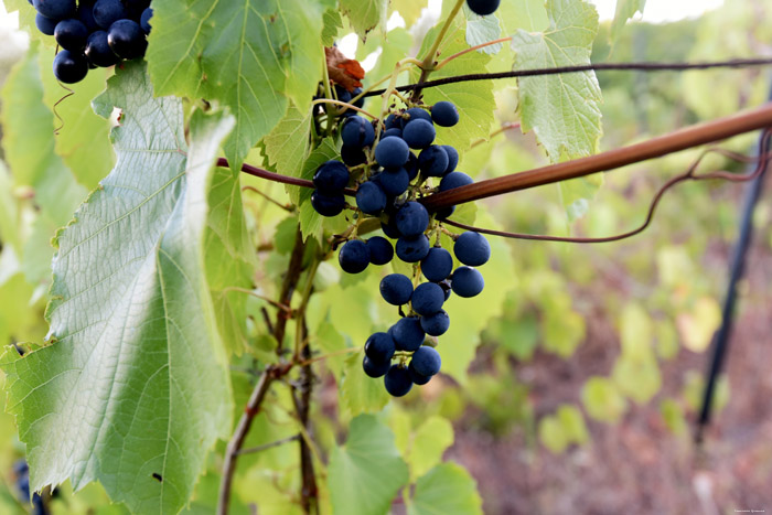 Mon tout petit Vignoble Izvorishte / Bulgarie 