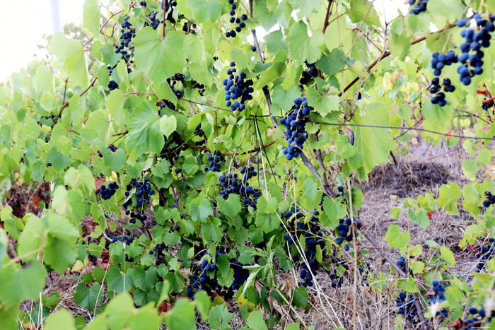 Mon tout petit Vignoble Izvorishte / Bulgarie 