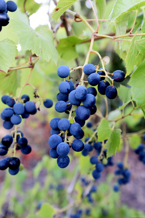 My small Wineyard Izvorishte / Bulgaria 