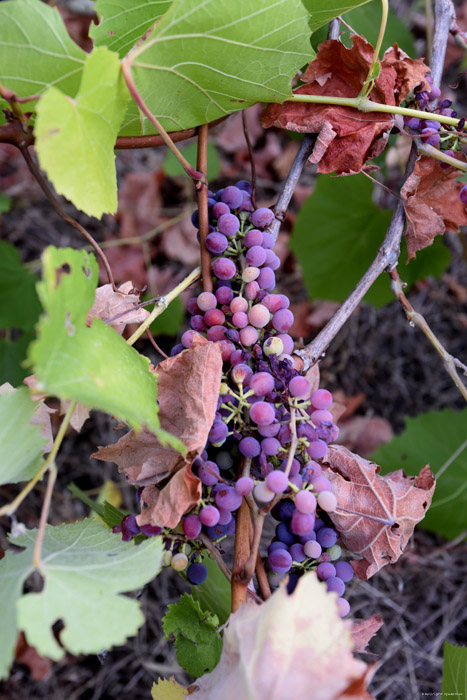 Mon tout petit Vignoble Izvorishte / Bulgarie 