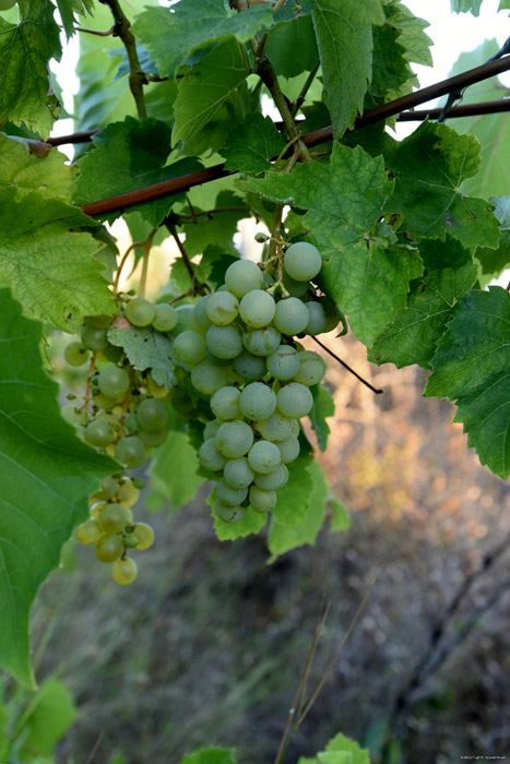 Mon tout petit Vignoble Izvorishte / Bulgarie 