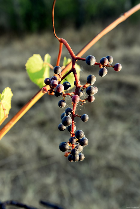 Mon tout petit Vignoble Izvorishte / Bulgarie 