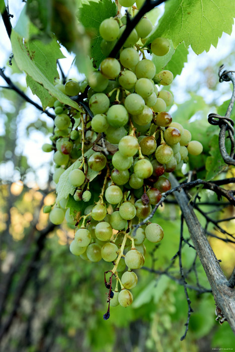 Mon tout petit Vignoble Izvorishte / Bulgarie 