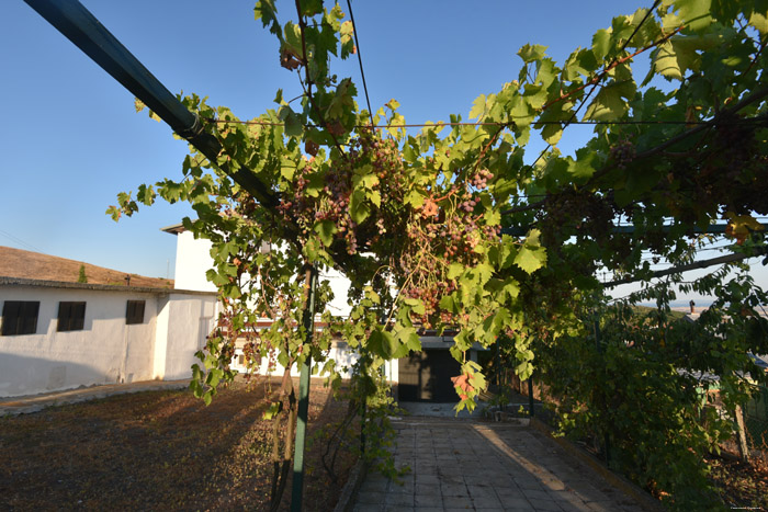 Mon tout petit Vignoble Izvorishte / Bulgarie 