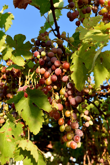 Mon tout petit Vignoble Izvorishte / Bulgarie 