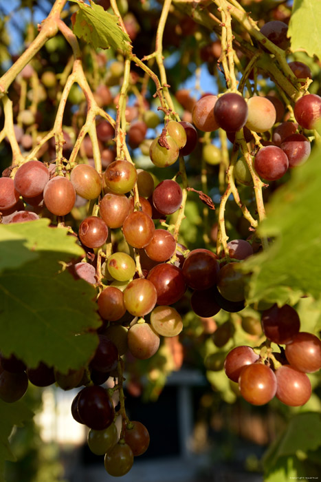 Mon tout petit Vignoble Izvorishte / Bulgarie 