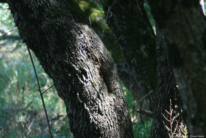 Tree with nest of alrge Whesps or Bees Primorsko / Bulgaria 