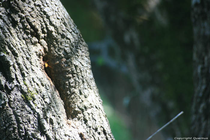 Boom met nest van grote wespen of bijen Primorsko / Bulgarije 