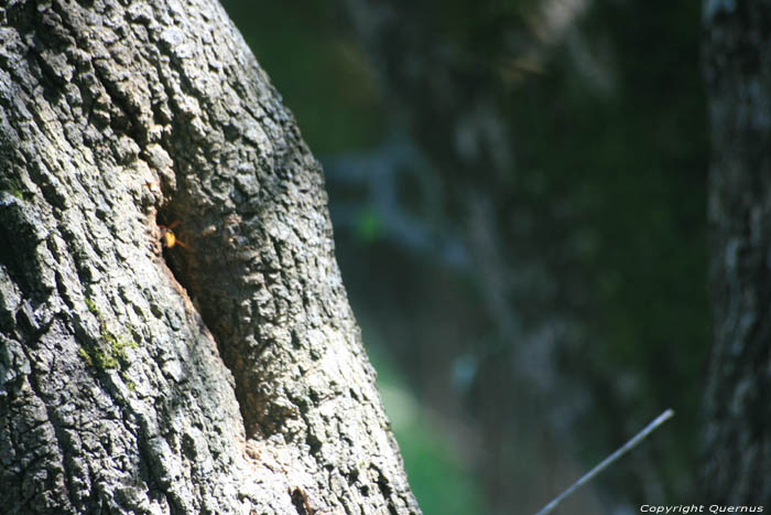 Arbre avec Nid de Grandes Bies Primorsko / Bulgarie 