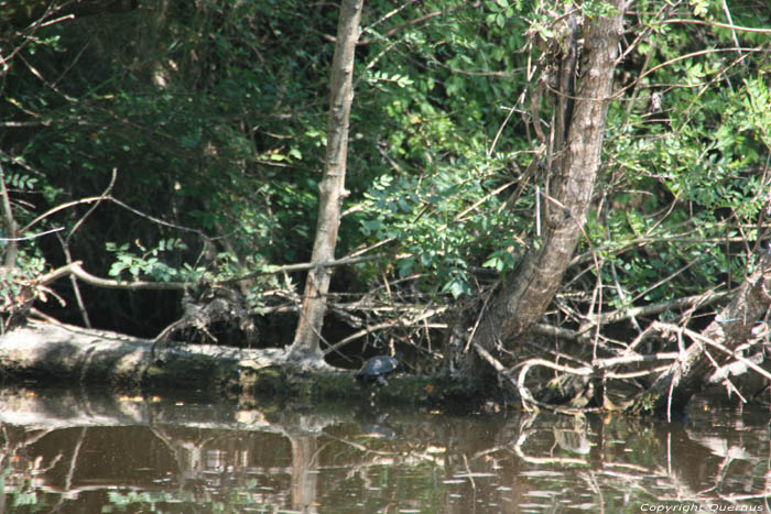 Waterschildpadden op Ropotami rivier Primorsko / Bulgarije 