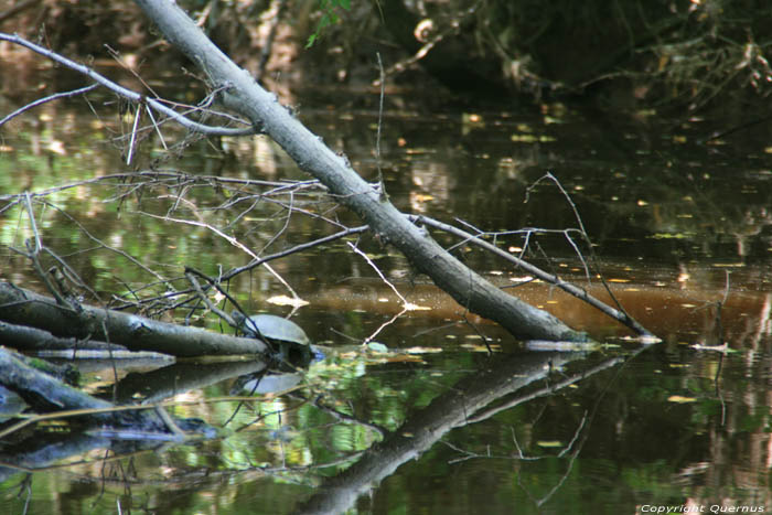 Waterschildpadden op Ropotami rivier Primorsko / Bulgarije 