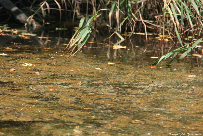 Frogs on Ropotami River Primorsko / Bulgaria 