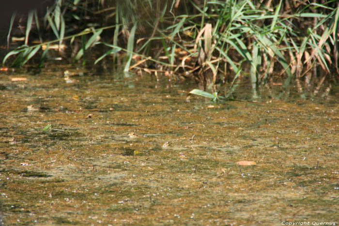Frogs on Ropotami River Primorsko / Bulgaria 