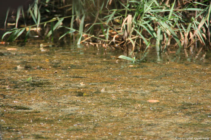 Grenouilles sur Rivire Ropotami Primorsko / Bulgarie 