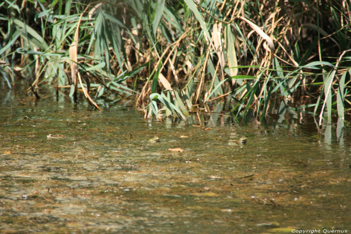 Frogs on Ropotami River Primorsko / Bulgaria 