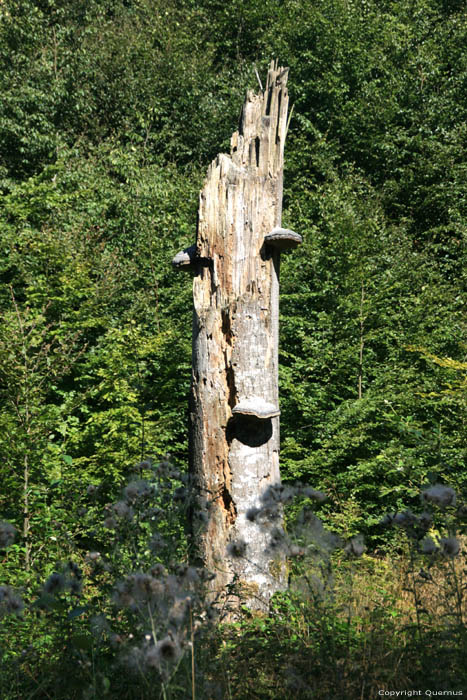 Arbre Mullerthal / Luxembourg 