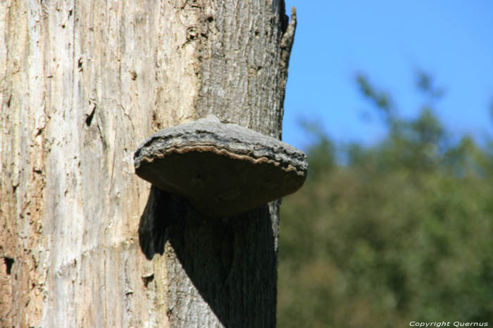 Tree Mullerthal / Luxembourg 