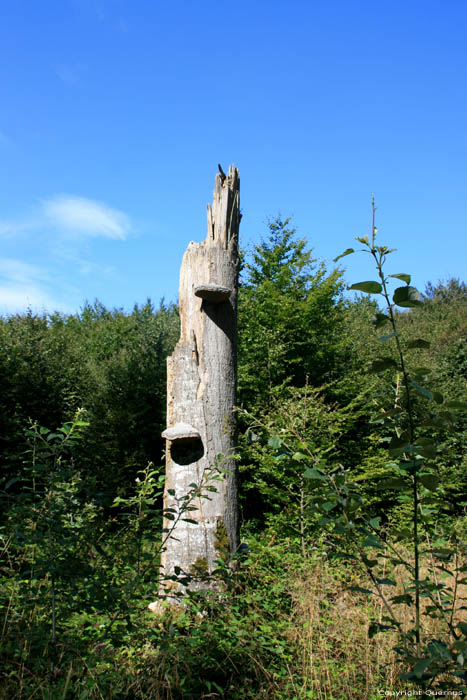 Arbre Mullerthal / Luxembourg 