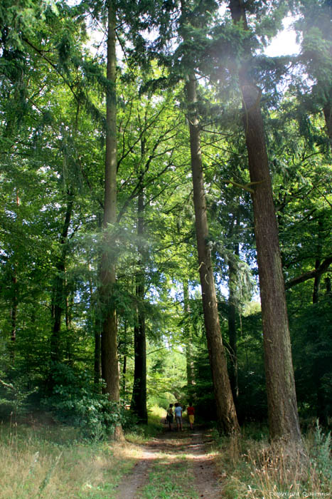 High trees Mullerthal / Luxembourg 