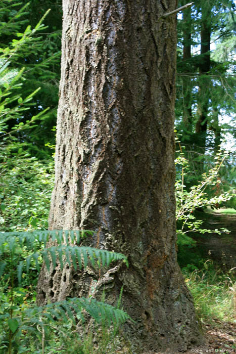 Arbres Hautes Mullerthal / Luxembourg 