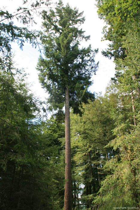 Hoge bomen Mullerthal / Luxemburg 