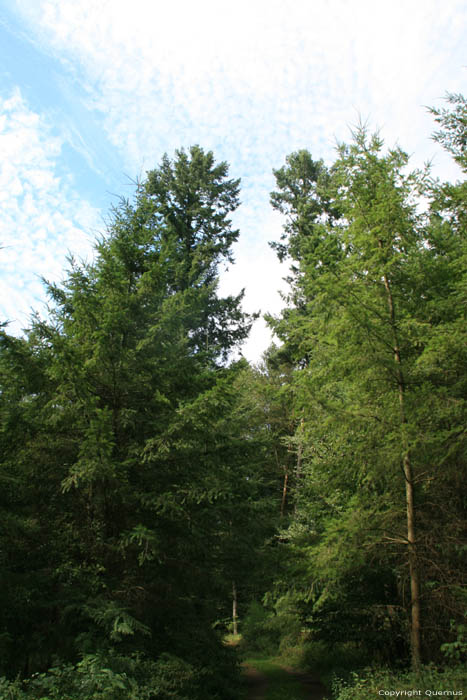 Hoge bomen Mullerthal / Luxemburg 