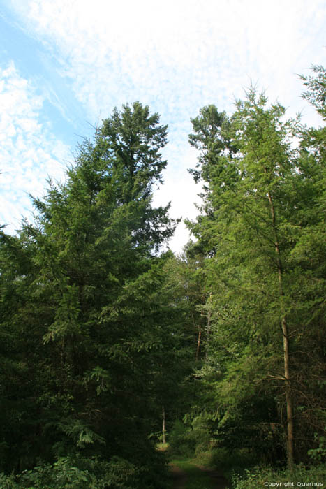 High trees Mullerthal / Luxembourg 