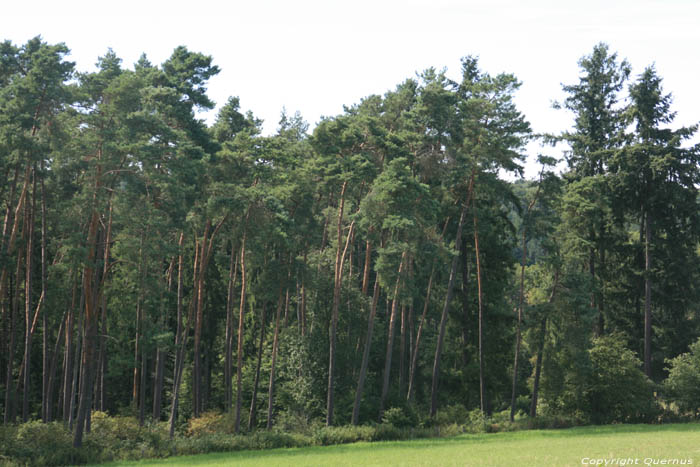 Landschap Mullerthal / Luxemburg 