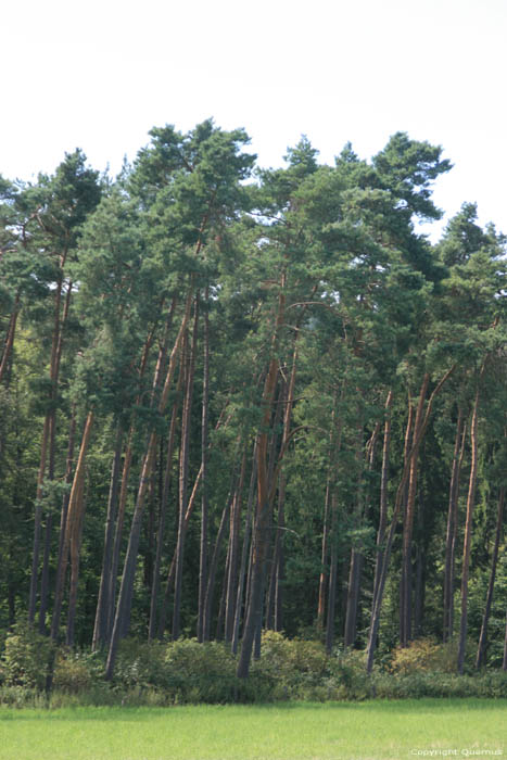 Landschap Mullerthal / Luxemburg 