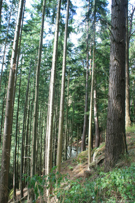 Forrest Mullerthal / Luxembourg 