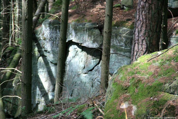 Forrest Mullerthal / Luxembourg 