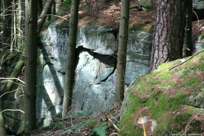 Bos Mullerthal / Luxemburg 