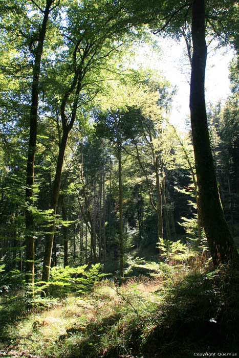 Forrest Mullerthal / Luxembourg 