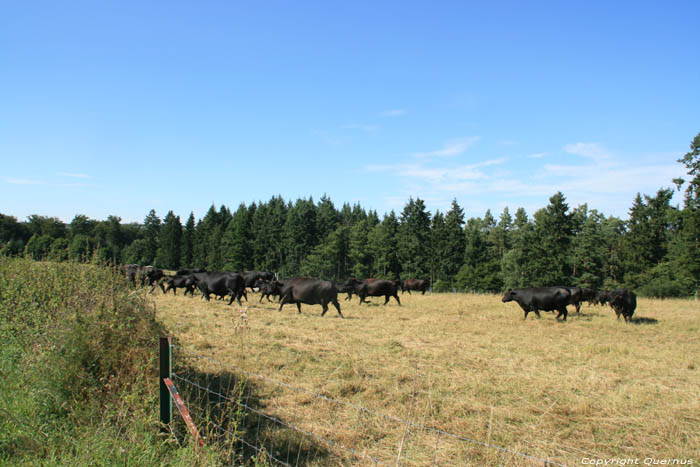 Koeien Mullerthal / Luxemburg 