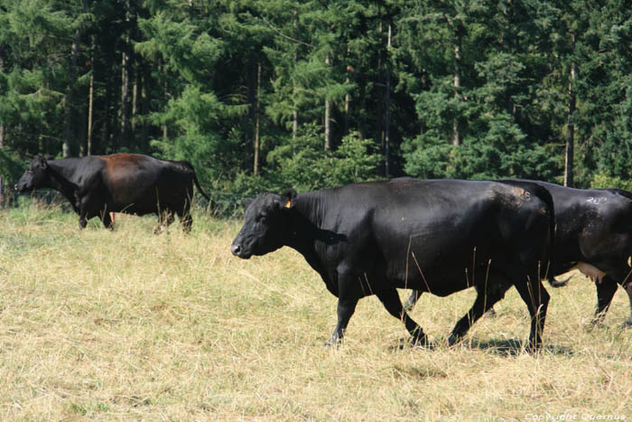 Vaches Mullerthal / Luxembourg 