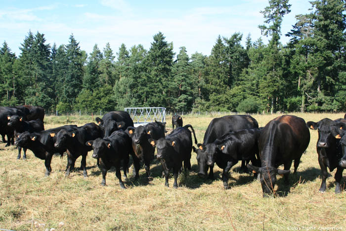 Vaches Mullerthal / Luxembourg 