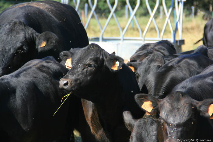 Vaches Mullerthal / Luxembourg 