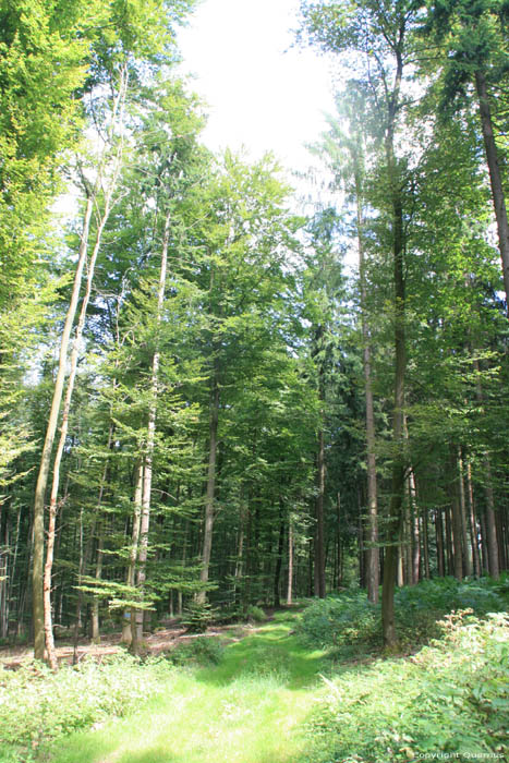 Groen Bos Luxembourg / Luxemburg 