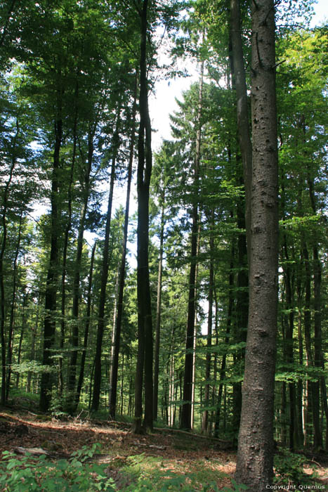 Green Forest (Grnewald) Luxembourg / Luxembourg 