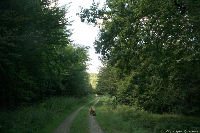 Green Forest (Grnewald) Luxembourg / Luxembourg 