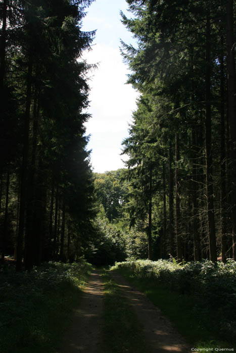 Groen Bos Luxembourg / Luxemburg 