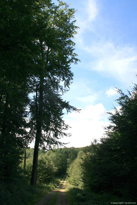 Green Forest (Grnewald) Luxembourg / Luxembourg 