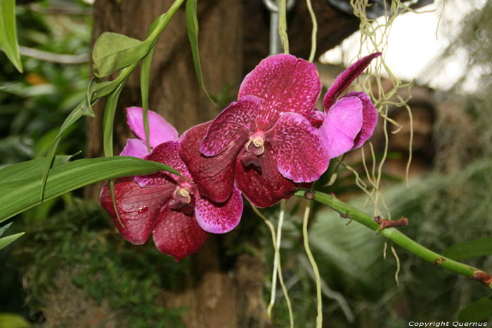 De Orchideen Hoeve Luttelgeest / Nederland 