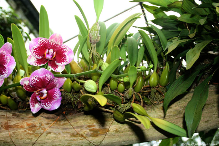 De Orchideen Hoeve Luttelgeest / Nederland 