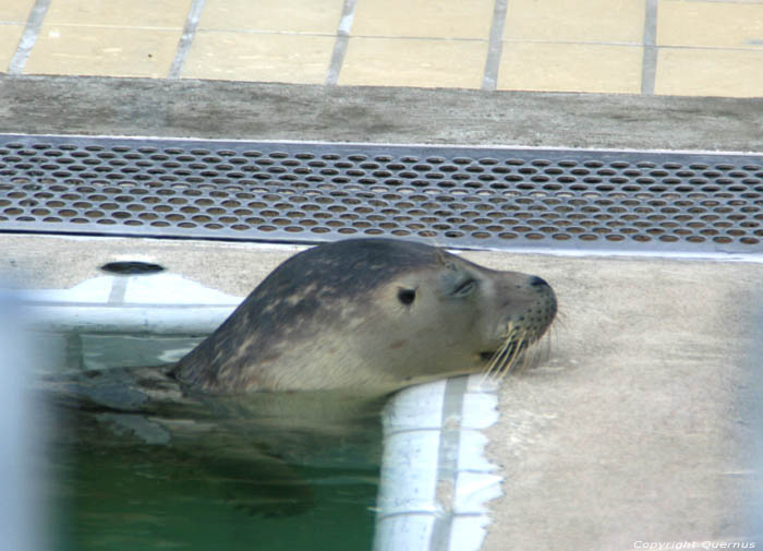 Zeehondercreche Pieterburen / Nederland 