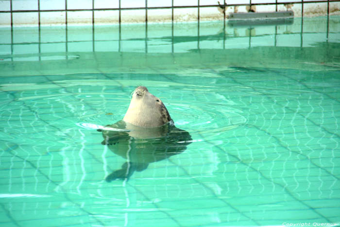 Zeehondercreche Pieterburen / Nederland 