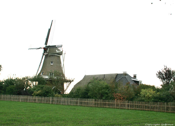 Mill de Hond (the Dog) Paesens / Netherlands 