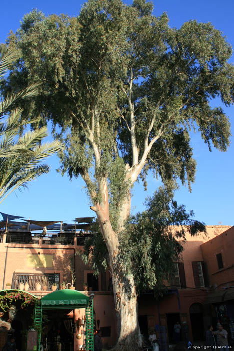Tree Marrakech / Morocco 