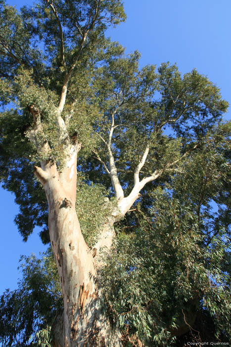 Arbre Marrakech / Maroc 