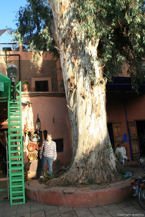 Arbre Marrakech / Maroc 